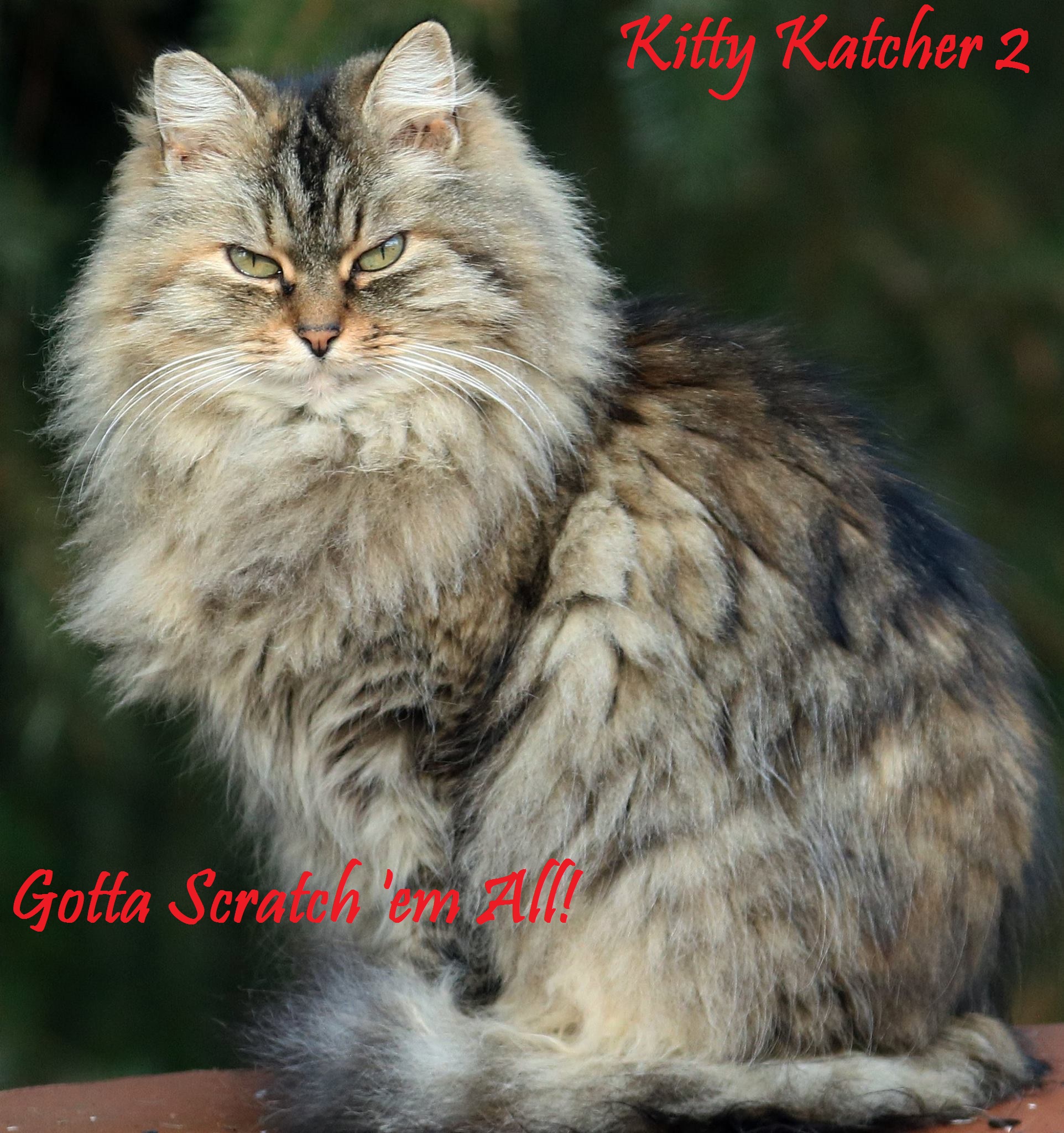 Gotta Scratch em all